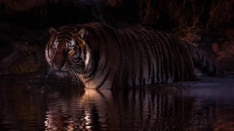 Majestic Tiger Reflection at Twilight wallpaper