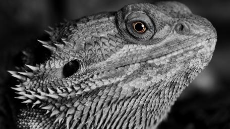 Majestic Reptile Gaze in Monochrome wallpaper