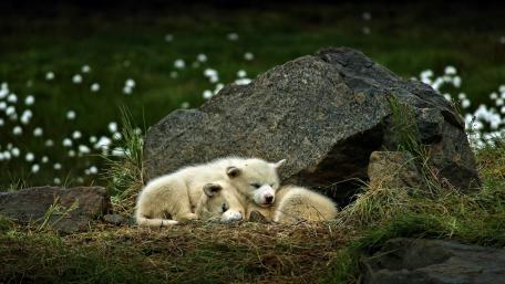 Adorable Puppies Nestled Together in Nature wallpaper