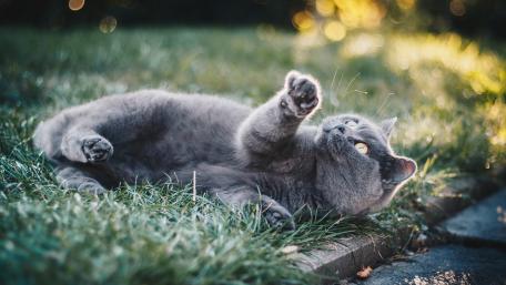 Playful Feline Basking in the Sunlight wallpaper