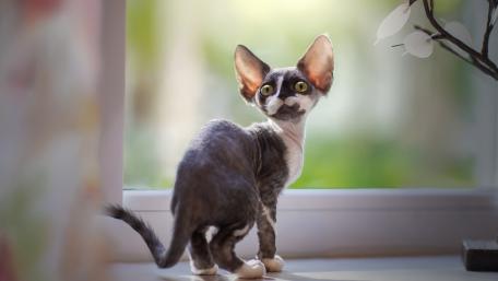 Whimsical Devon Rex Kitty with Enchanting Eyes wallpaper