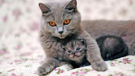 Protective Feline Embrace wallpaper