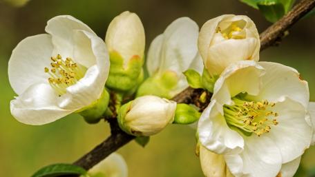Spring Blossom Serenity wallpaper