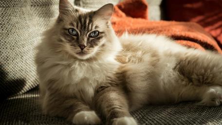 Charming Feline Relaxing on a Cozy Couch wallpaper