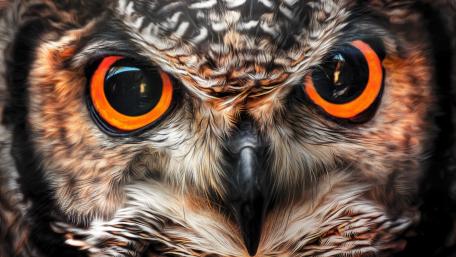 Piercing Gaze of the Night Hunter wallpaper