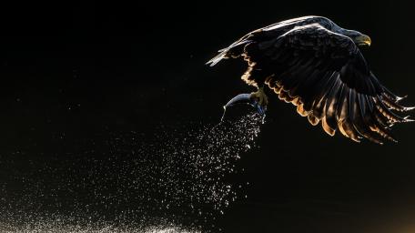 Majestic Eagle in Flight at Dusk wallpaper
