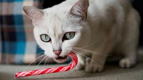 Inquisitive Feline Enjoying a Sweet Treat wallpaper