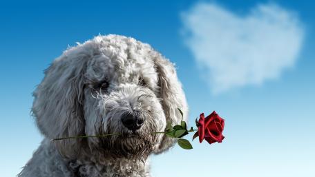 Komondor Love with a Single Rose wallpaper