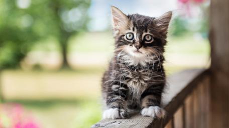 Pensive Kitten in a Peaceful Garden wallpaper