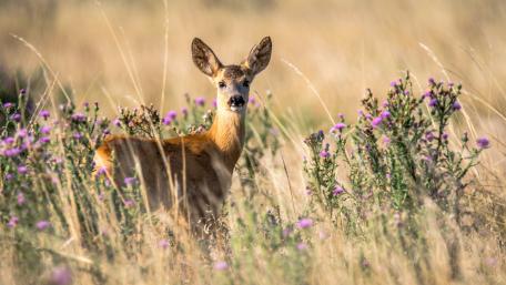 Gentle Fawn in Golden Meadow wallpaper