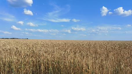 Golden Wheat Field Under Blue Skies wallpaper