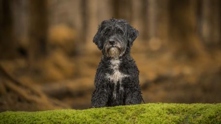 Playful Black Dog in a Serene Forest Scene wallpaper