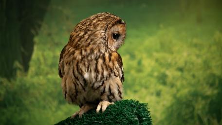Majestic Owl in Repose wallpaper