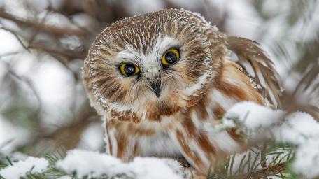 Majestic Northern saw-whet owl in winter wonderland wallpaper