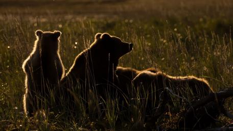 Golden Hour Bear Family Silhouettes wallpaper
