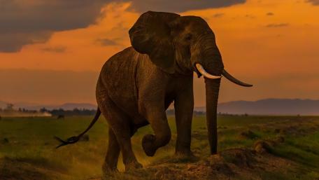 Majestic Elephant at Sunset wallpaper