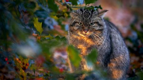 Majestic Wildcat in Nature's Embrace wallpaper