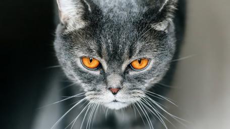 Intense Gaze of a Majestic Feline wallpaper