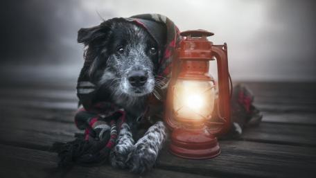 Cozy Canine Companion by Lantern Light wallpaper