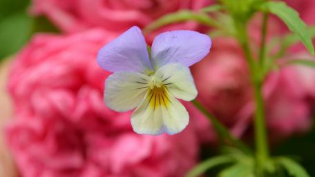 Delicate Petals Amidst Lush Foliage wallpaper