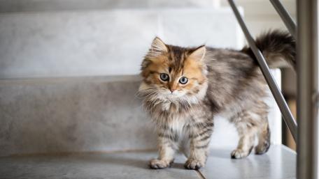 Curious Kitten Explores the Stairs wallpaper