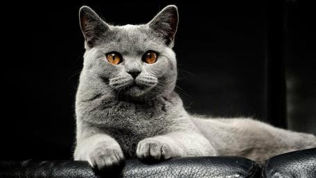 Majestic British Shorthair Cat wallpaper