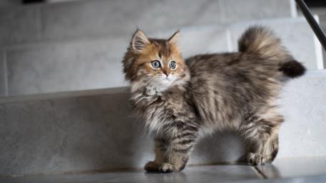 Fluffy Kitten Exploration wallpaper