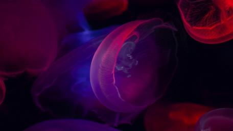 Dreamlike Jellyfish Ballet wallpaper