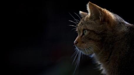 Mystic Feline Gaze in the Shadows wallpaper