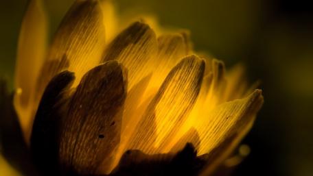 Golden Petal Glow wallpaper