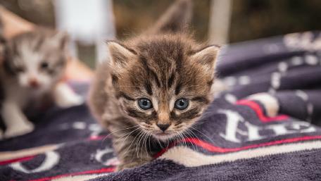 Curious Kitten Adventuring Forward wallpaper