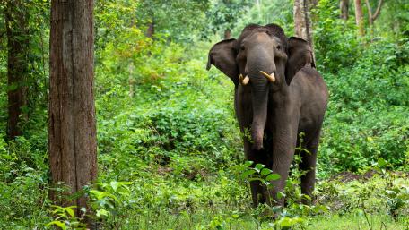 Majestic Elephant In Lush Green Forest wallpaper