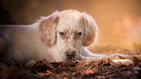 Gentle Gaze of a Canine Friend wallpaper