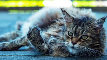 Languid Feline Elegance on Display wallpaper