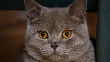 Charming Grey British Shorthair Cat Wallpaper wallpaper