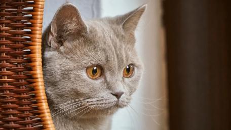 Pensive Feline Gaze wallpaper