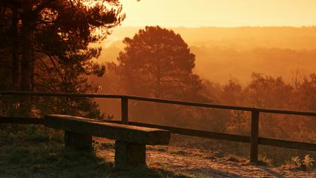 Golden Sunrise Over Forest Vista wallpaper