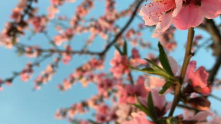 Blushing Peach Blossoms at Dusk wallpaper