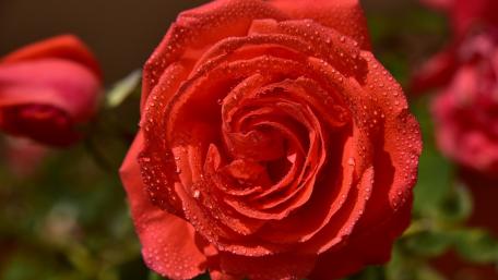 Dew Kissed Crimson Rose wallpaper