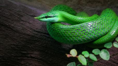 Rhinoceros ratsnake wallpaper