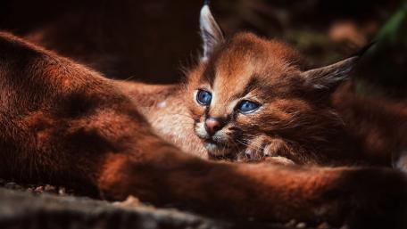 Restful Caracal Cub Embraced by Warmth wallpaper