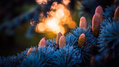 Glowing Sunset Through Pine Branches wallpaper