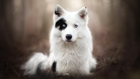 Mystical Yakutian Laika Gaze wallpaper