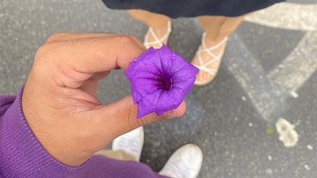 Vibrant Purple Flower in Hands wallpaper