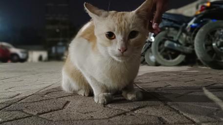 Street Cat wallpaper