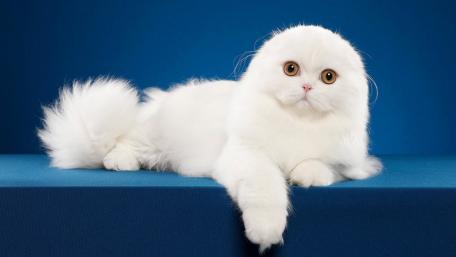 Elegant White Scottish Fold in Repose wallpaper