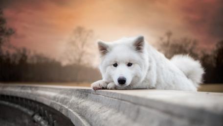 Serene Canine at Sunset wallpaper