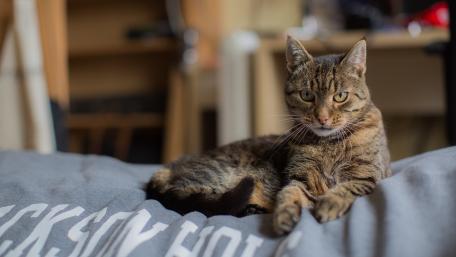 Tabby Cat's Relaxing Afternoon wallpaper