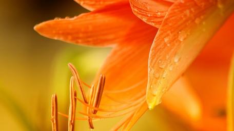 Vibrant Orange Lily Bloom wallpaper