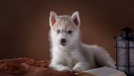 Puppy's Cozy Reading Nook wallpaper